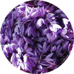 Saffron