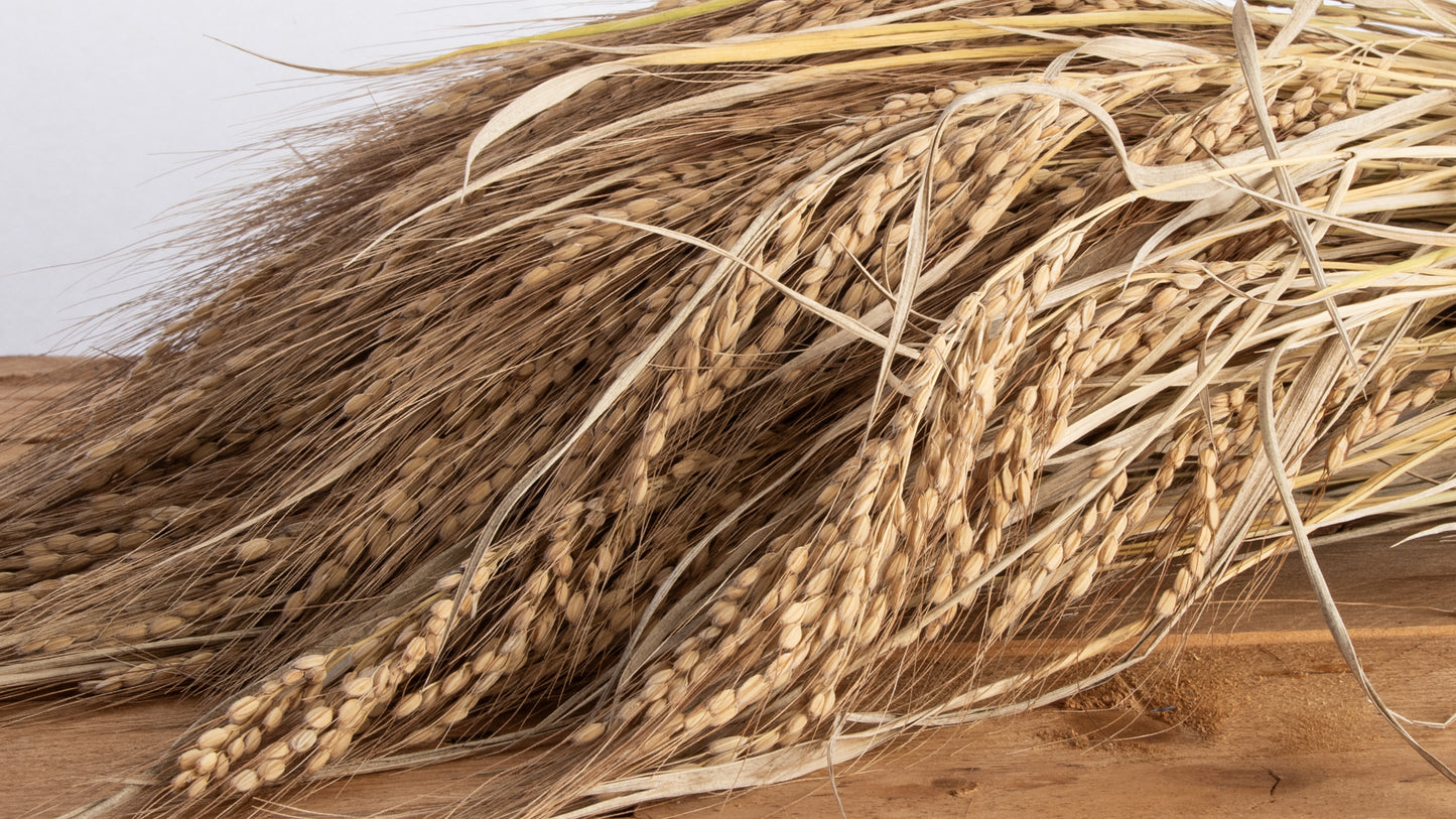 Riso biologico EROICO 2025  Novara